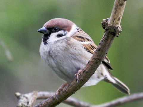free-bible-studies-online-a-little-sparrow